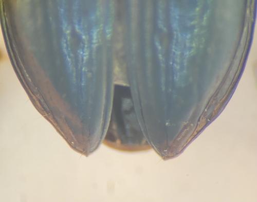 Réf. 328 148 : Bembidion sp.